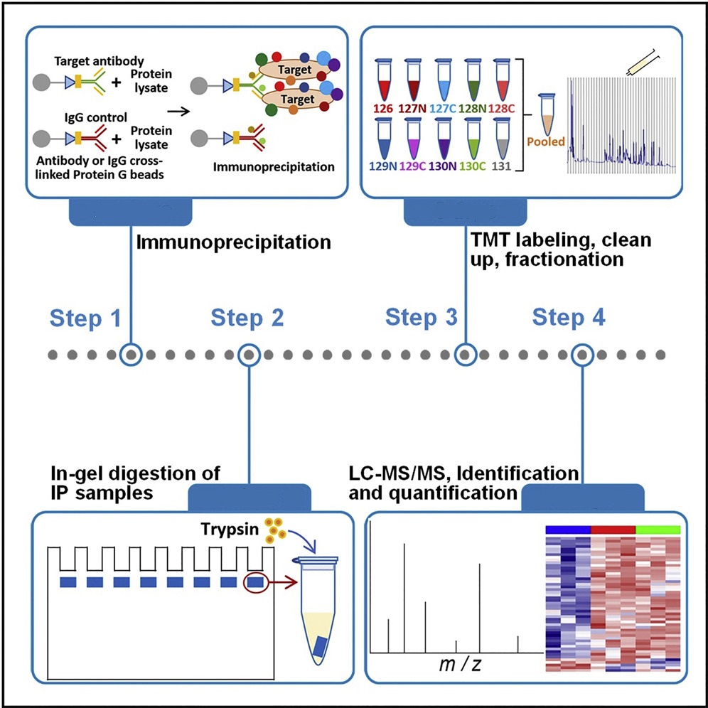 1879448202093645824-protein-and-protein-interaction-analysis-service1.jpg