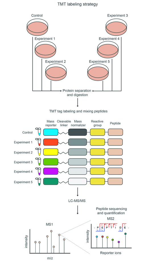 1879436537541283840-tandem-mass-tag-analysis-service1.png