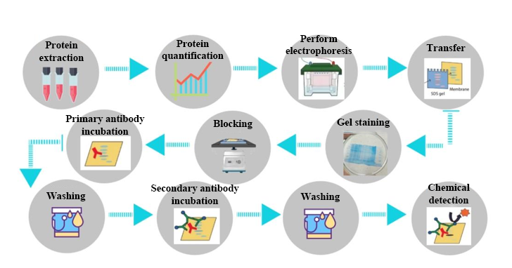1879443648706891776-western-blotting-quantitative-service1.png