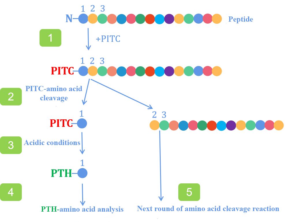 1879804990827646976-protein-seq-service1.png