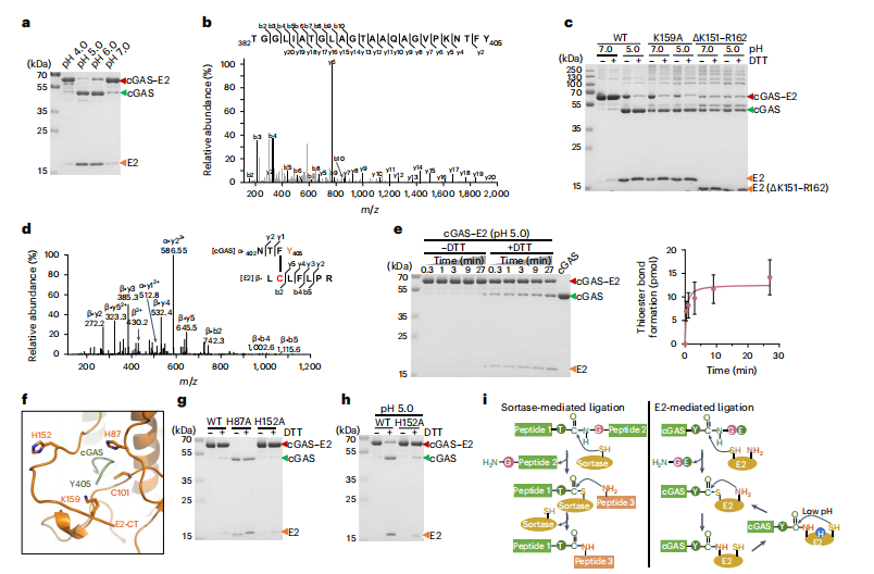 1879805236282511360-protein-seq-service2.png