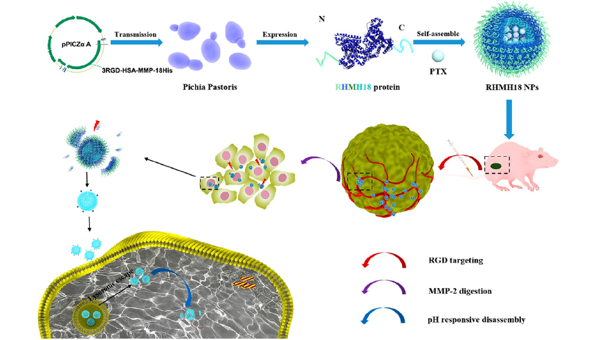 1879805471662657536-protein-seq-service3.png