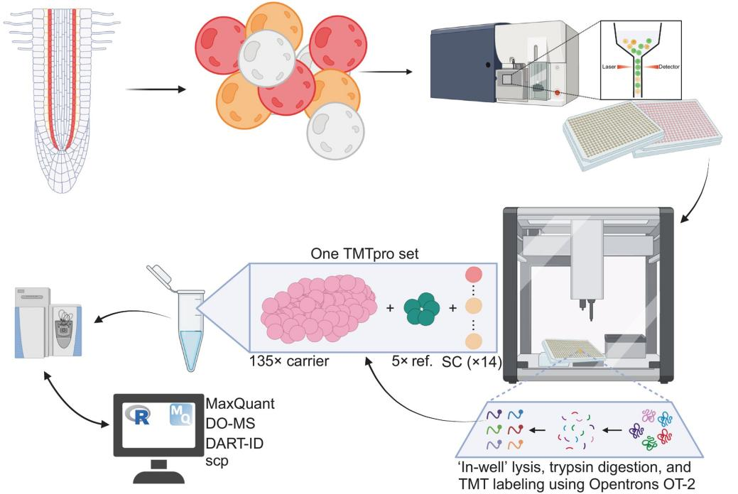 1879765398592237568-decoding-plant-roots-with-single-cell-precision-single-cell-proteomics-reveals-arabidopsis-cell-functions1.png