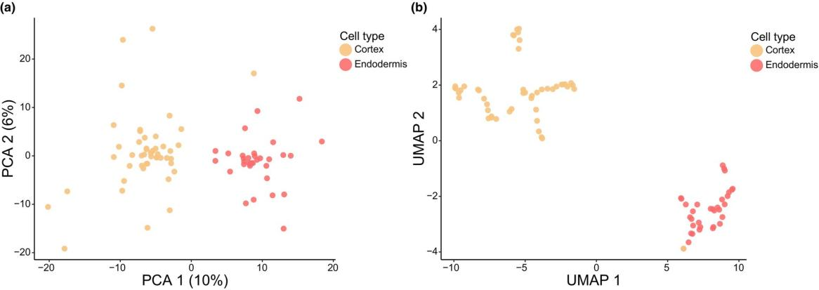 1879765741665333248-decoding-plant-roots-with-single-cell-precision-single-cell-proteomics-reveals-arabidopsis-cell-functions3.png