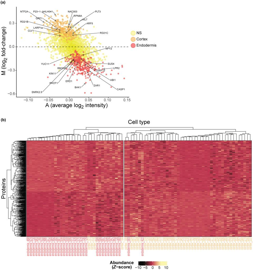 1879765794660364288-decoding-plant-roots-with-single-cell-precision-single-cell-proteomics-reveals-arabidopsis-cell-functions4.png