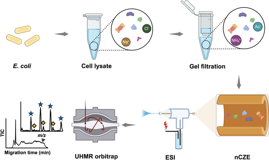 1880169730431111168-native-mass-spectrometry-analysis-service2.png