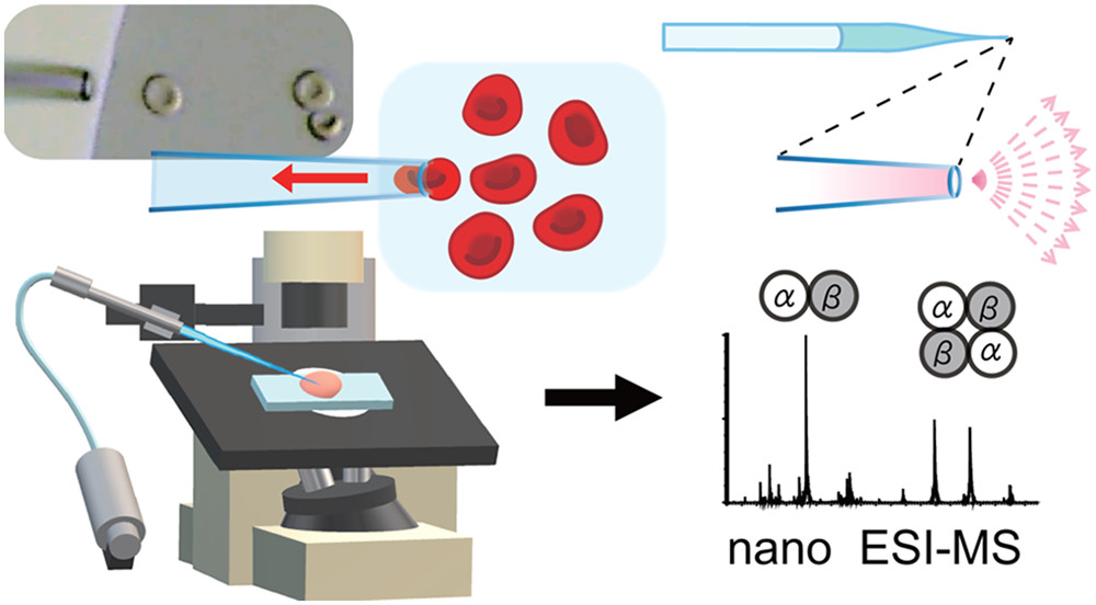 1880169891605630976-native-mass-spectrometry-analysis-service3.png