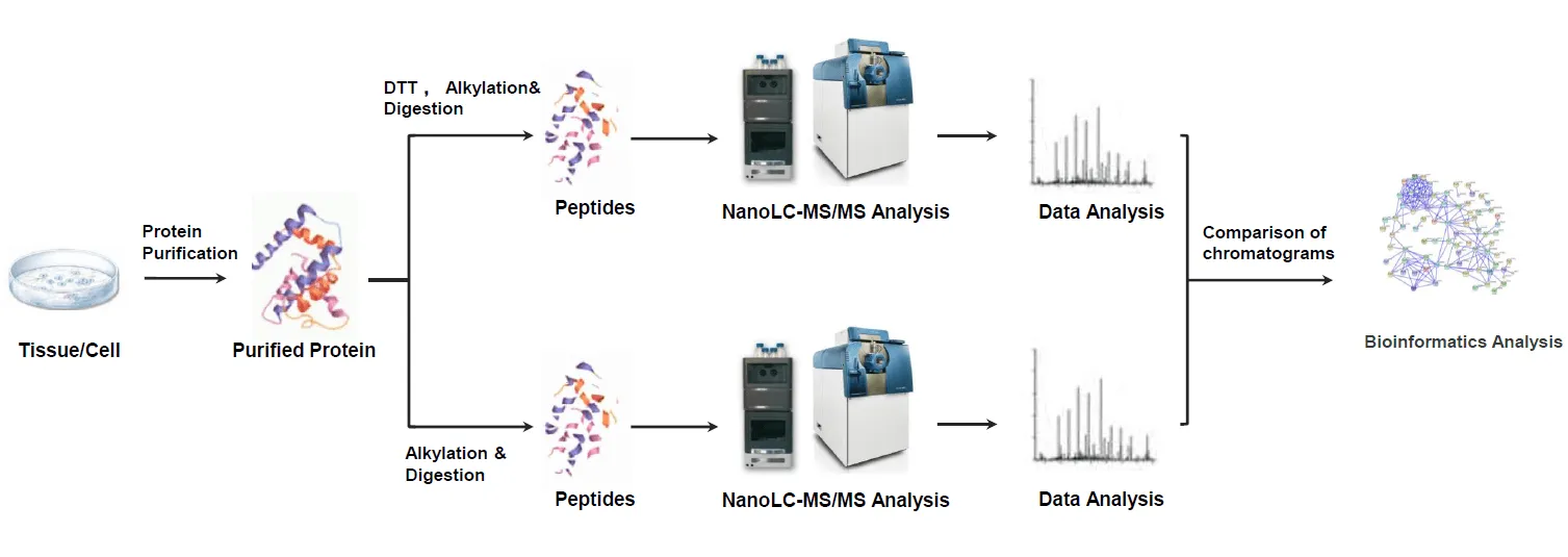 1880088897772924928-pharm-disulfide-bond-analysis-service2.webp