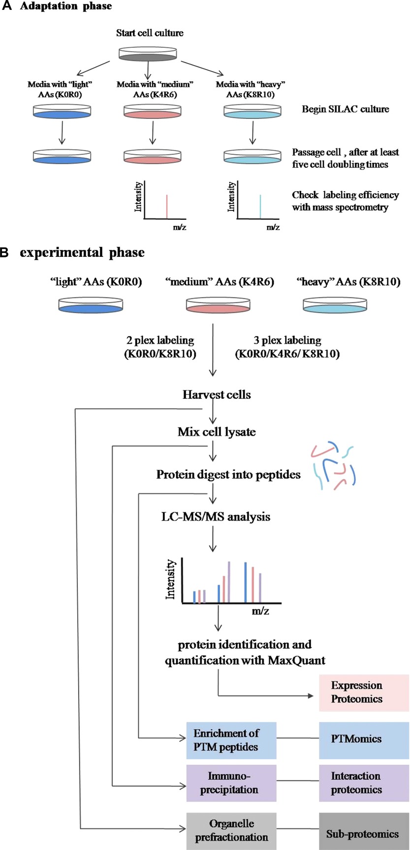 1880160537758257152-stable-isotope-labeling-with-amino-acids-in-cell-culture-analysis-service1.jpg