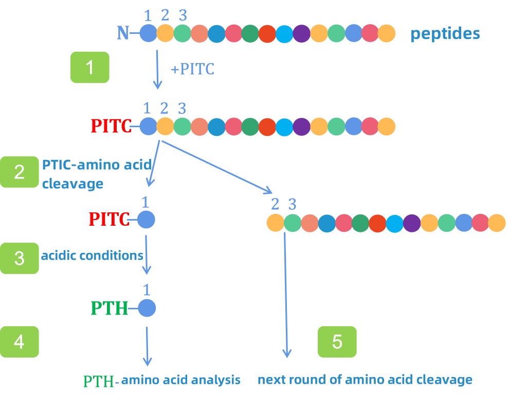 1880168091511017472-how-to-perform-protein-sequence-analysis1.png