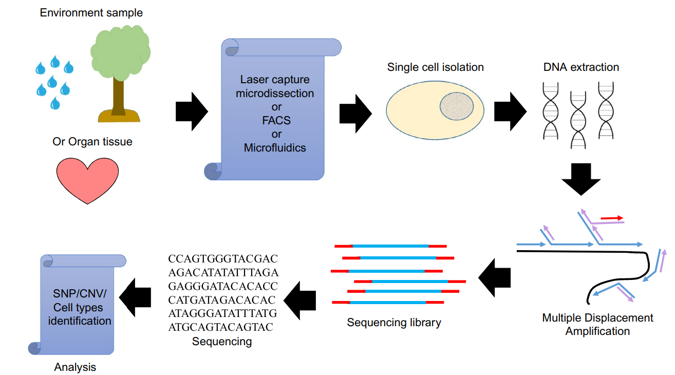 1881209722007834624-single-cell-dna-sequencing-service1.PNG