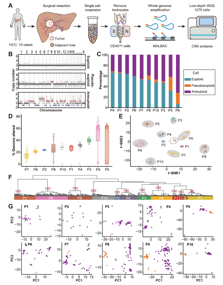 1881209986907492352-single-cell-dna-sequencing-service3.PNG