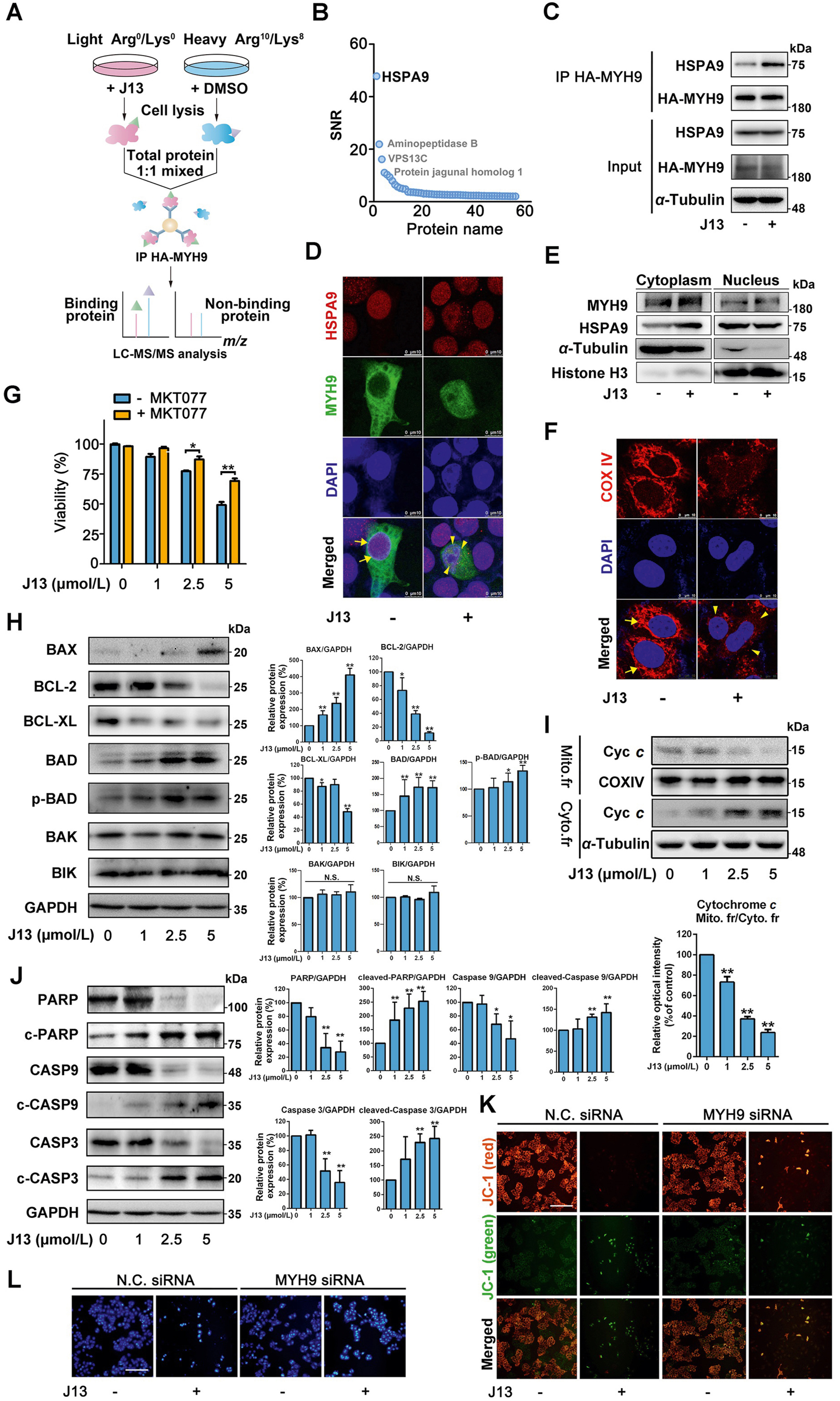 1881212177177235456-stable-isotope-labeling-with-amino-acids-in-cell-culture-analysis-service2.jpg