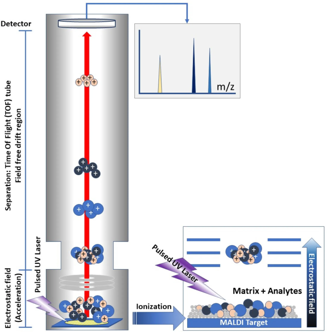 1881532284147453952-maldi-tof-protein-analysis-service1.png