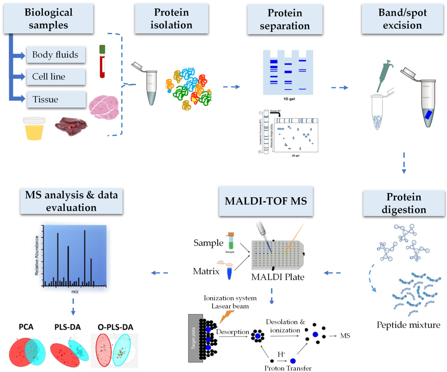 1881538337996132352-maldi-tof-protein-analysis-service2.png