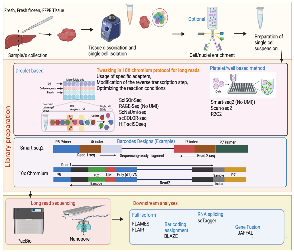 1881595979250651136-single-cell-long-read-sequencing-service1.PNG