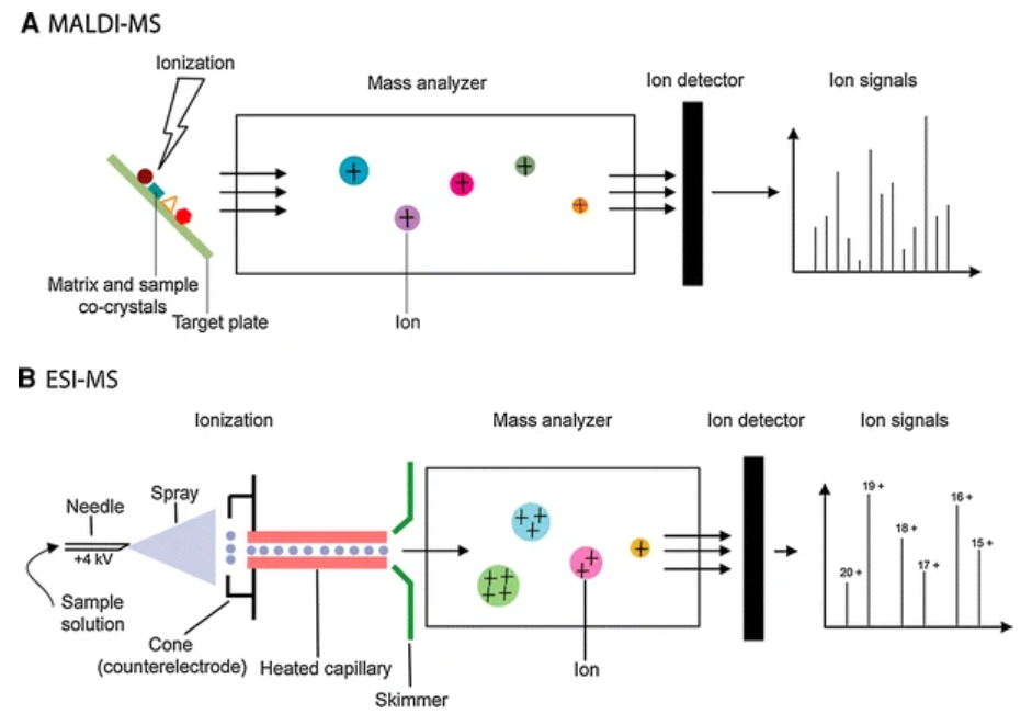 1881903067738787840-protein-characterization-assays-service2.png