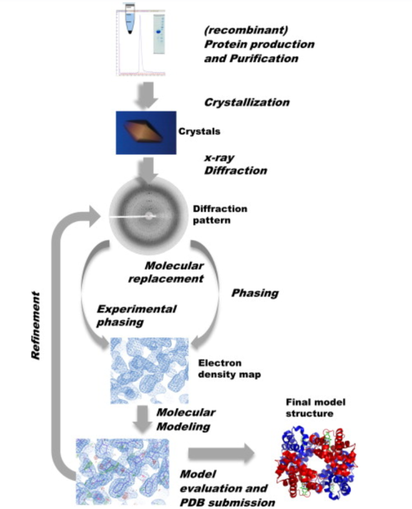 1881903156909690880-protein-characterization-assays-service3.png