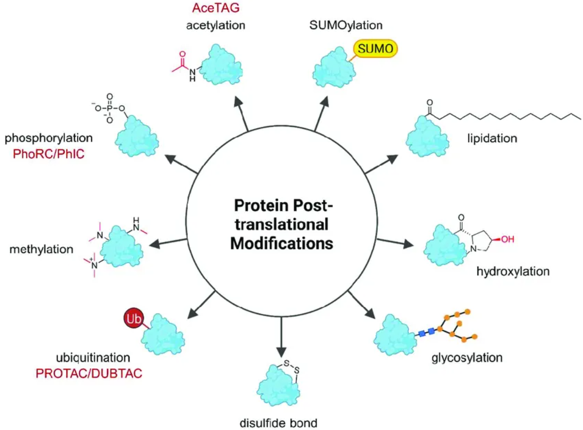 1881903297527926784-protein-characterization-assays-service4.png