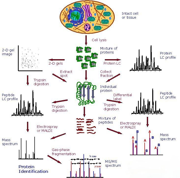 1881986636972675072-chemical-proteomics-service1.png