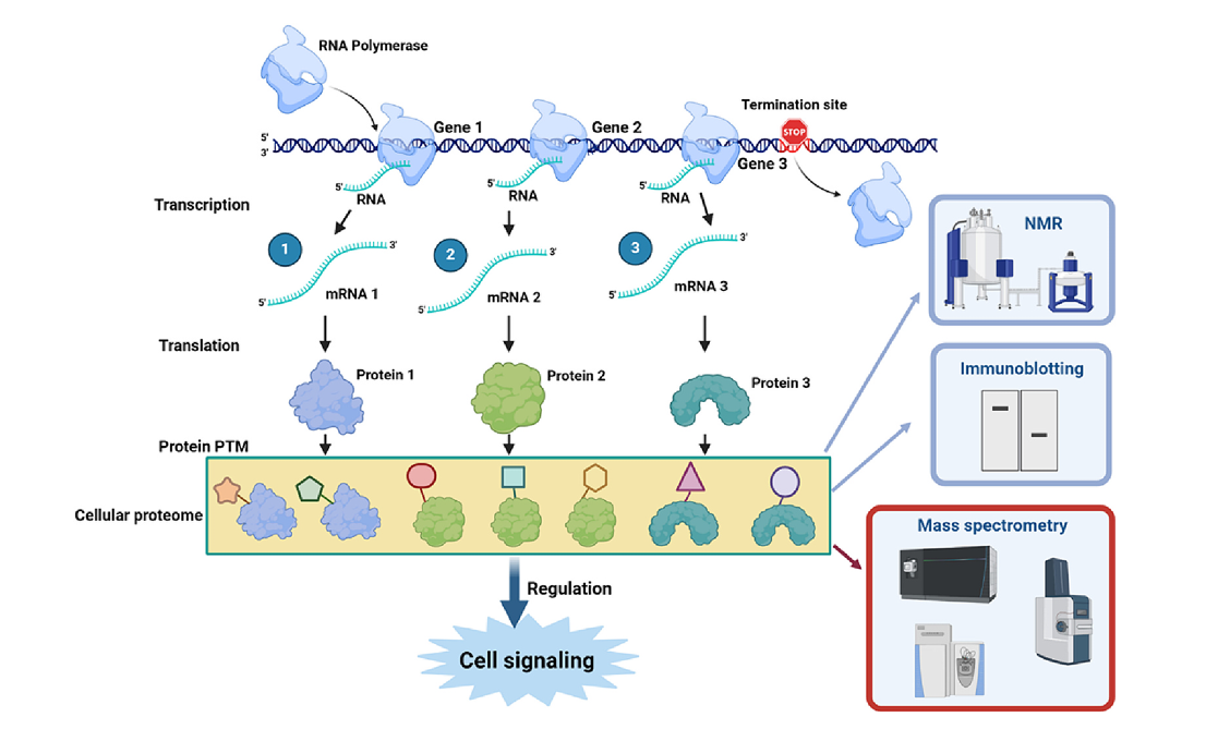 1881987241401241600-chemical-proteomics-service2.png