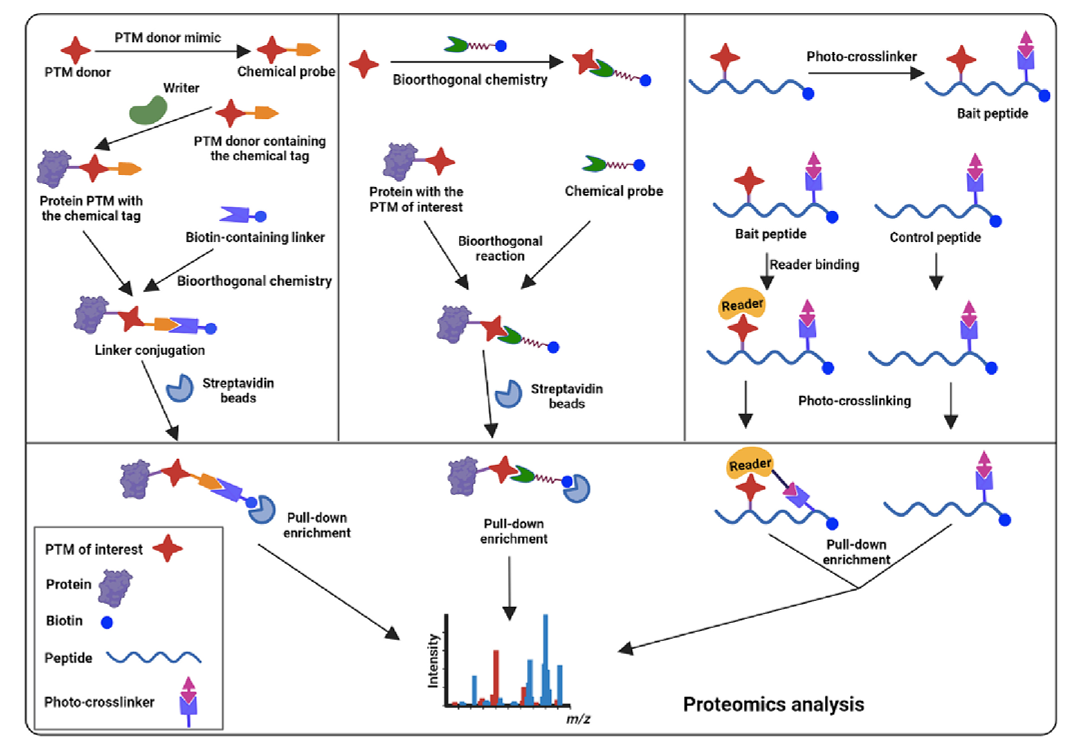 1881987363132526592-chemical-proteomics-service3.png