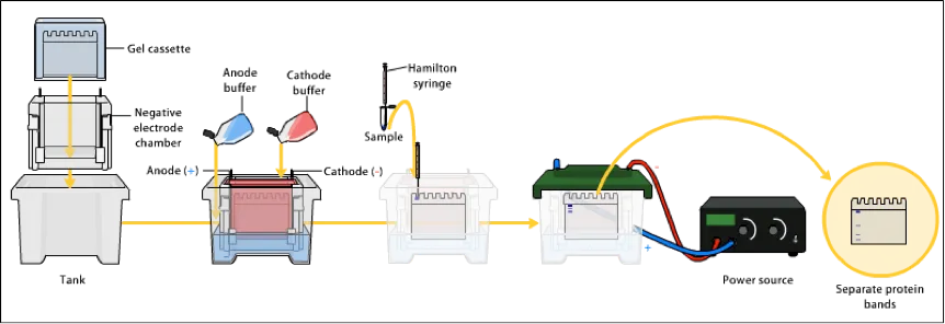 1881988882535927808-sds-page-protein-purification-service2.png