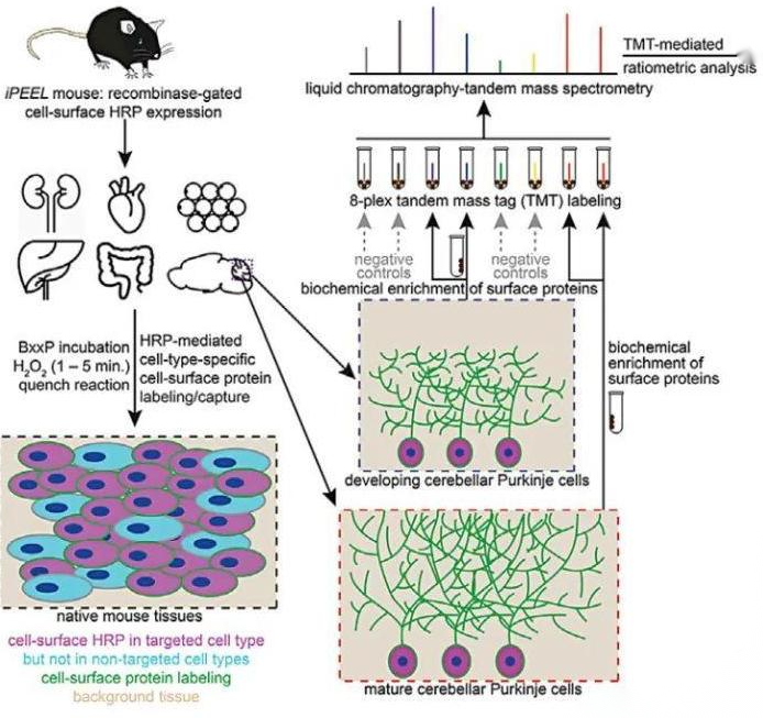 1881996902204559360-cell-surface-proteomics-analysis-service1.png