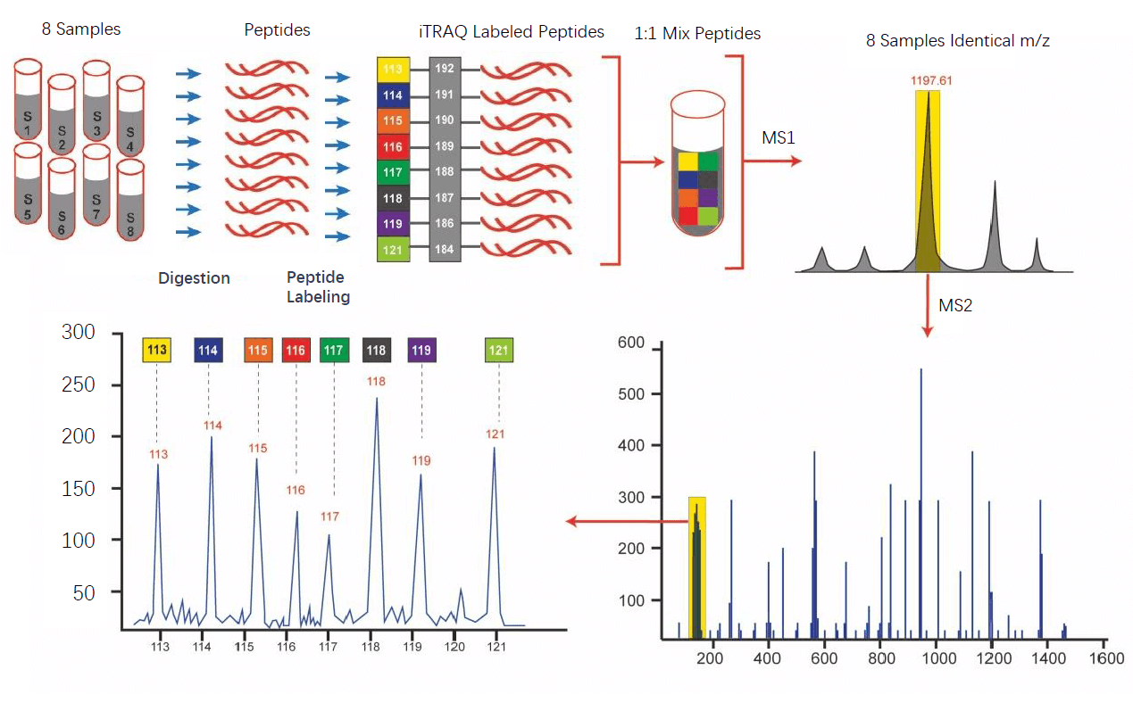 1882680808897630208-tmt-labeling-proteomics-analysis-service1.png