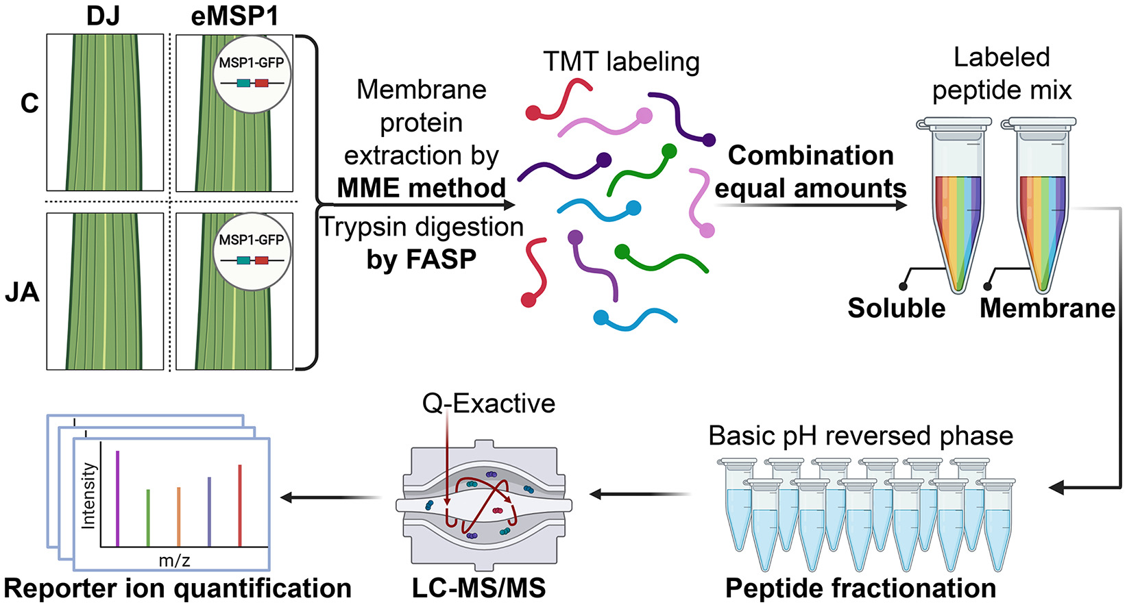 tmt-proteomics-analysis-service4.png