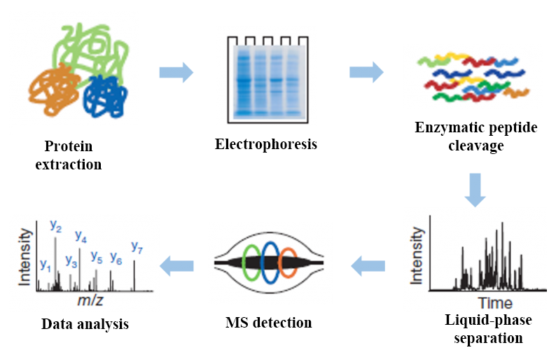 1882700678972428288-protein-identification-services1.png