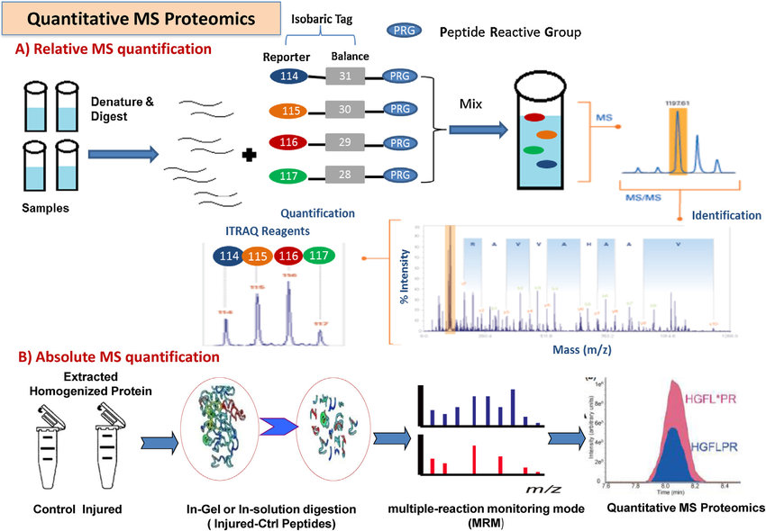 1882970134646738944-quantification-mass-spectrometry-service1.png