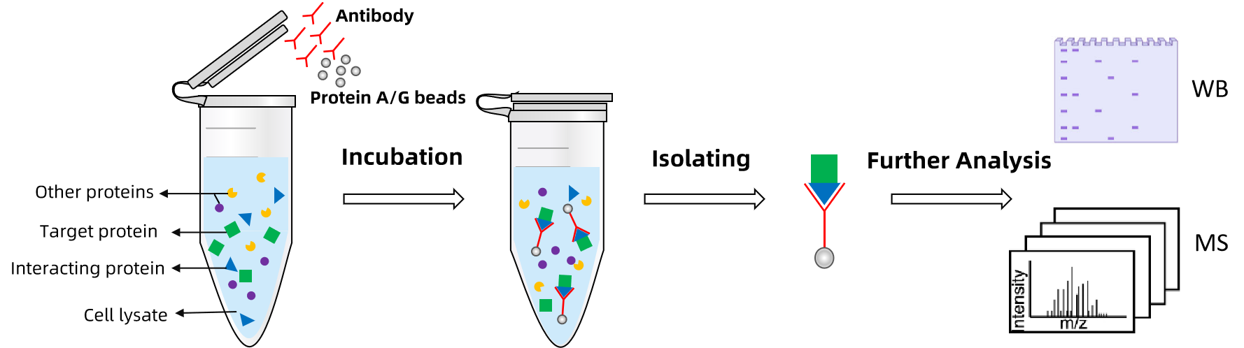 1883033458809884672-co-immunoprecipitation-co-ip-service1.png