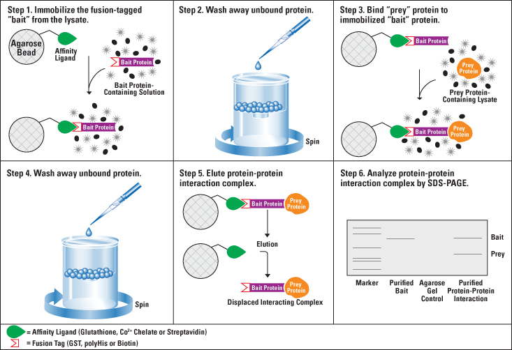 1883033612484988928-in-vitro-pull-down-assay-service2.png
