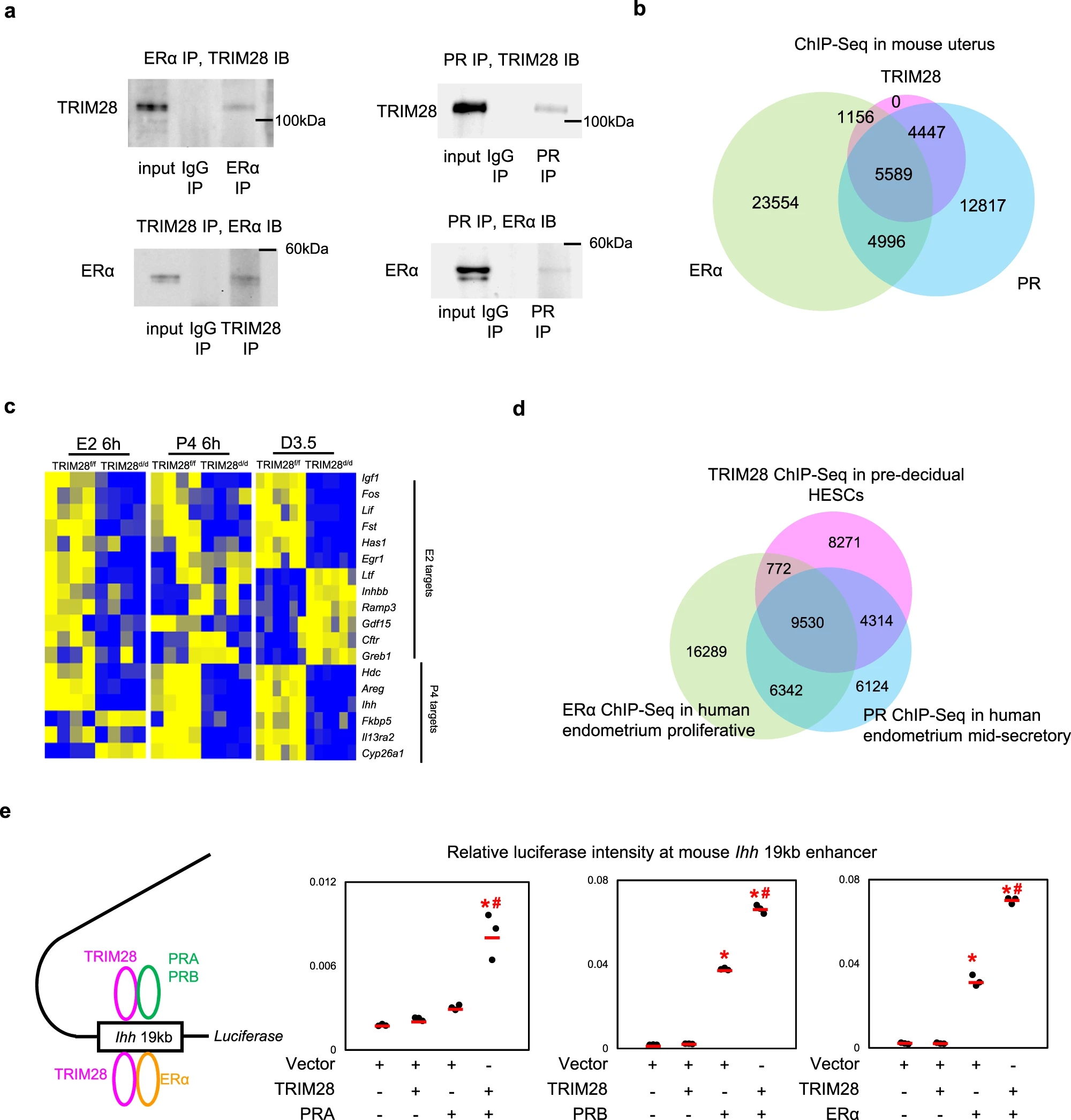 1883033630705045504-co-immunoprecipitation-co-ip-service3.jpg
