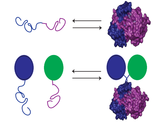 1887008844895866880-protein-fragment-complementation-assays-service1.png