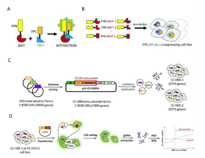 1887009054460071936-protein-fragment-complementation-assays-service2.png