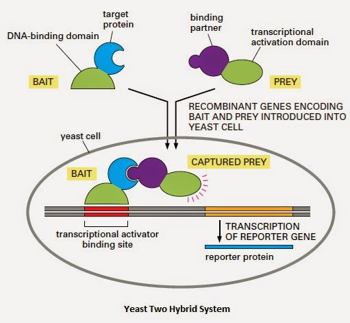 1887009250476675072-protein-fragment-complementation-assays-service3.png