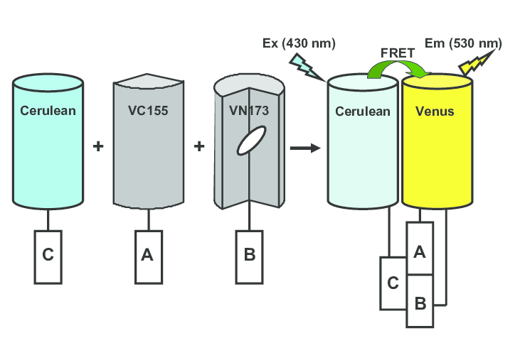 1887016441799626752-protein-fragment-complementation-analysis-service2.png