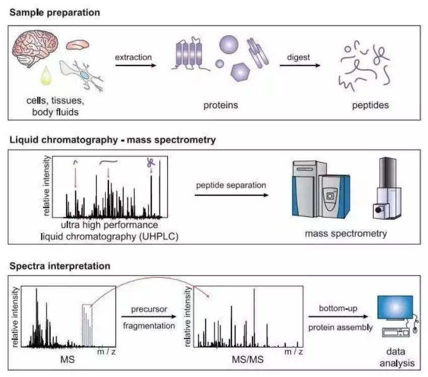 1887019676262322176-high-throughput-proteomics-service2.png