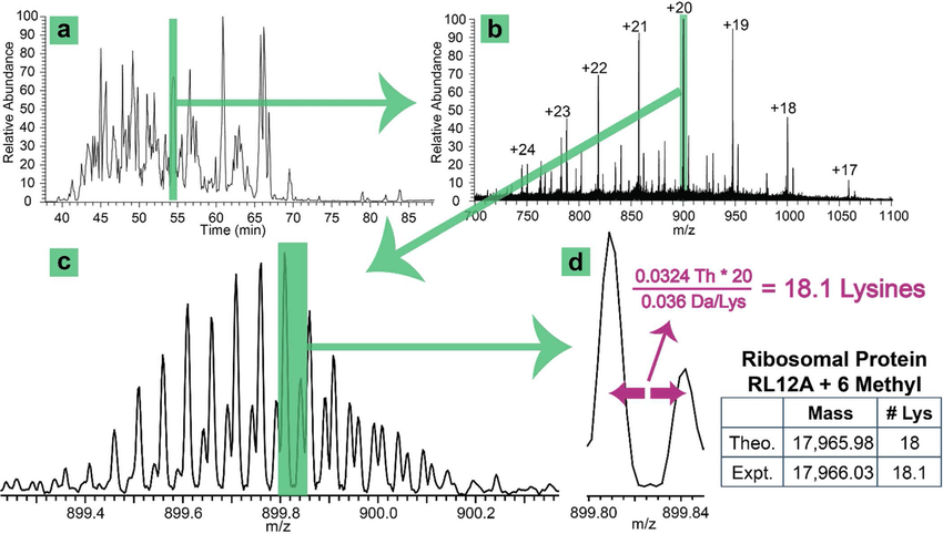 1887021156360900608-intact-protein-analysis-service1.png