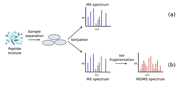 1887042465979551744-peptides-analysis-service3.png