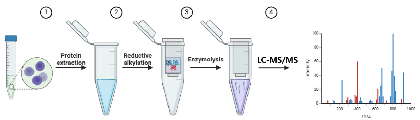 1887058875992625152-protein-mapping-service1.png