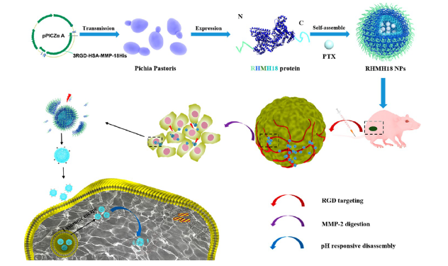 1887059056767127552-protein-mapping-service2.png