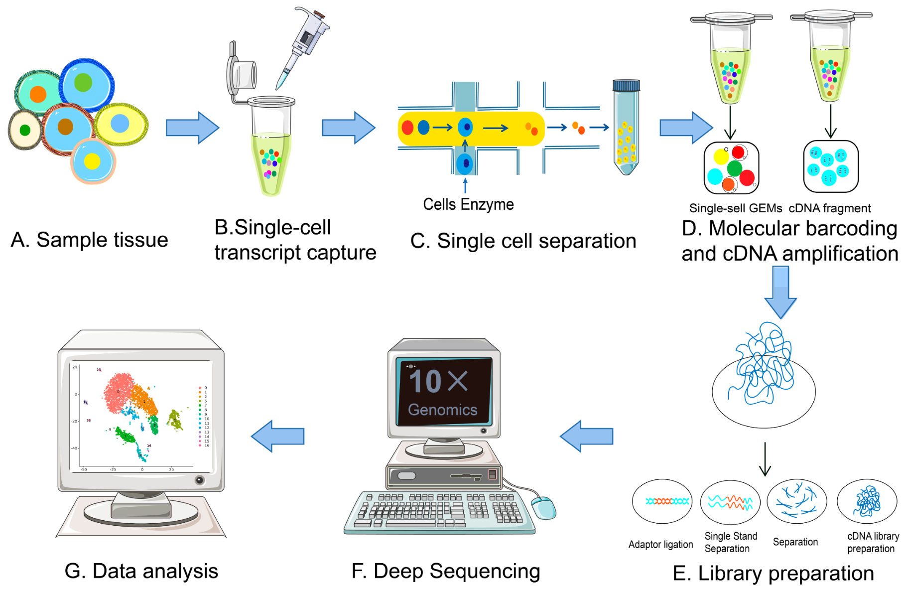 1887035552667652096-10x-single-cell-rna-seq-service2.png