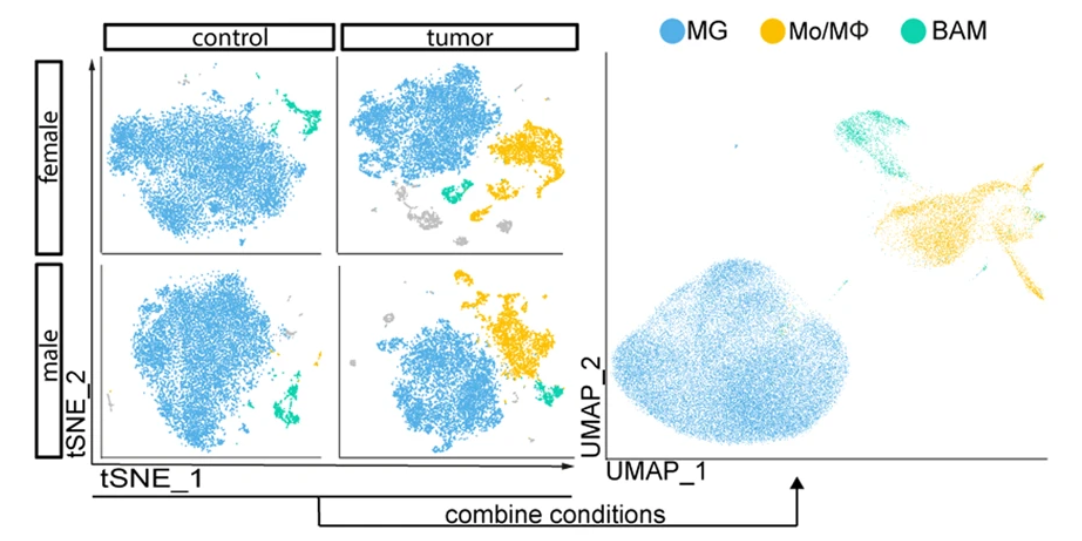 1887063978917089280-10x-single-cell-rna-seq-service3.png