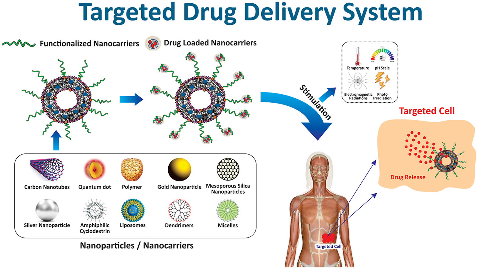 1887313116745289728-targeted-drug-delivery-systems-service1.jpg