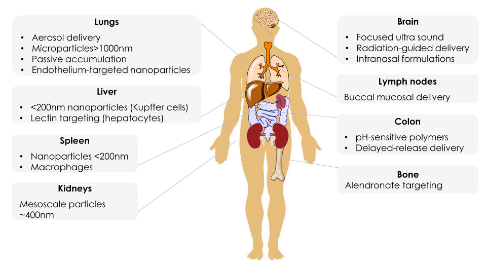 1887313319695077376-targeted-drug-delivery-systems-service2.PNG