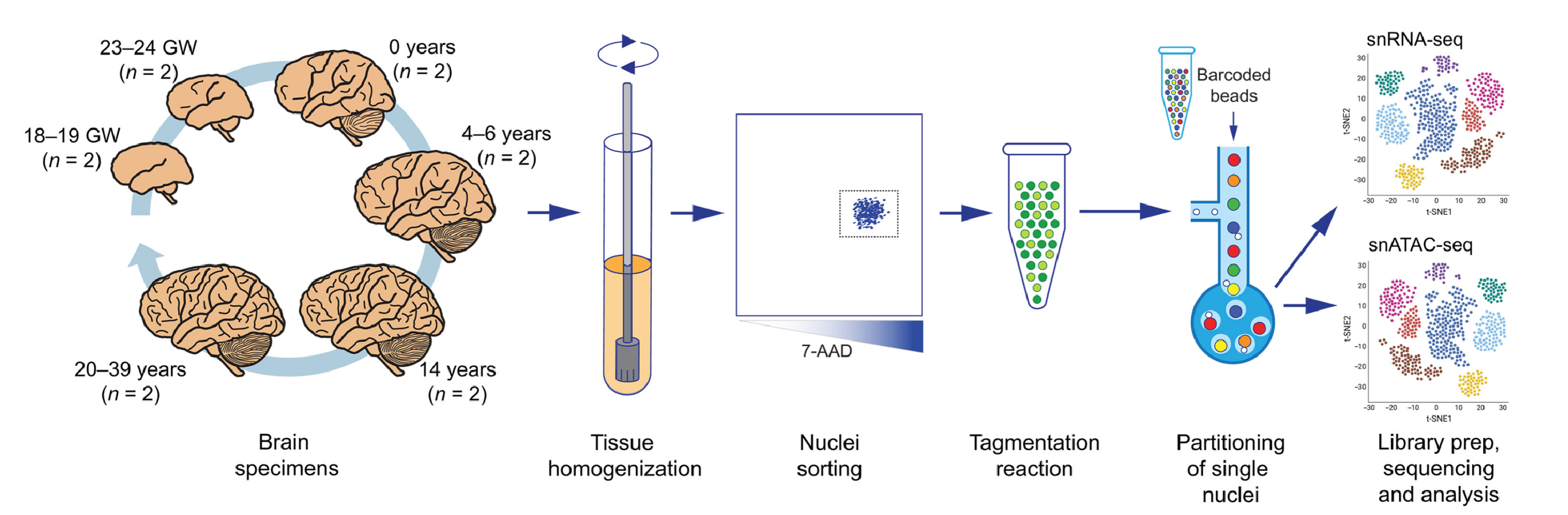 1887376687969718272-10x-multiome-sequencing-service1.png