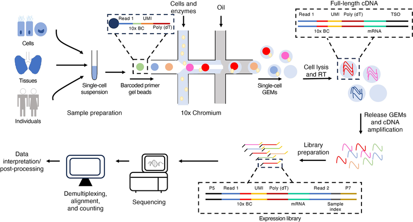 1887418628132425728-10x-rna-seq-service1.png